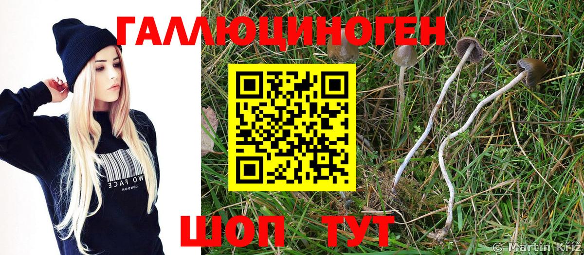 Псилоцибиновые грибы GOLDEN TEACHER Зеленодольск